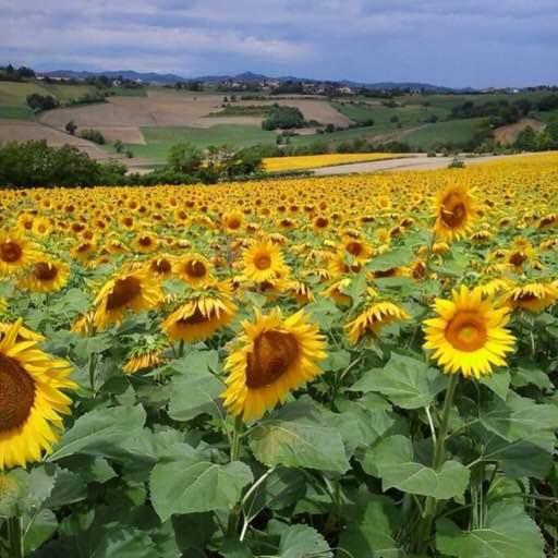 B&B Monferrato La Casa Sui Tetti Murisengo Exterior foto